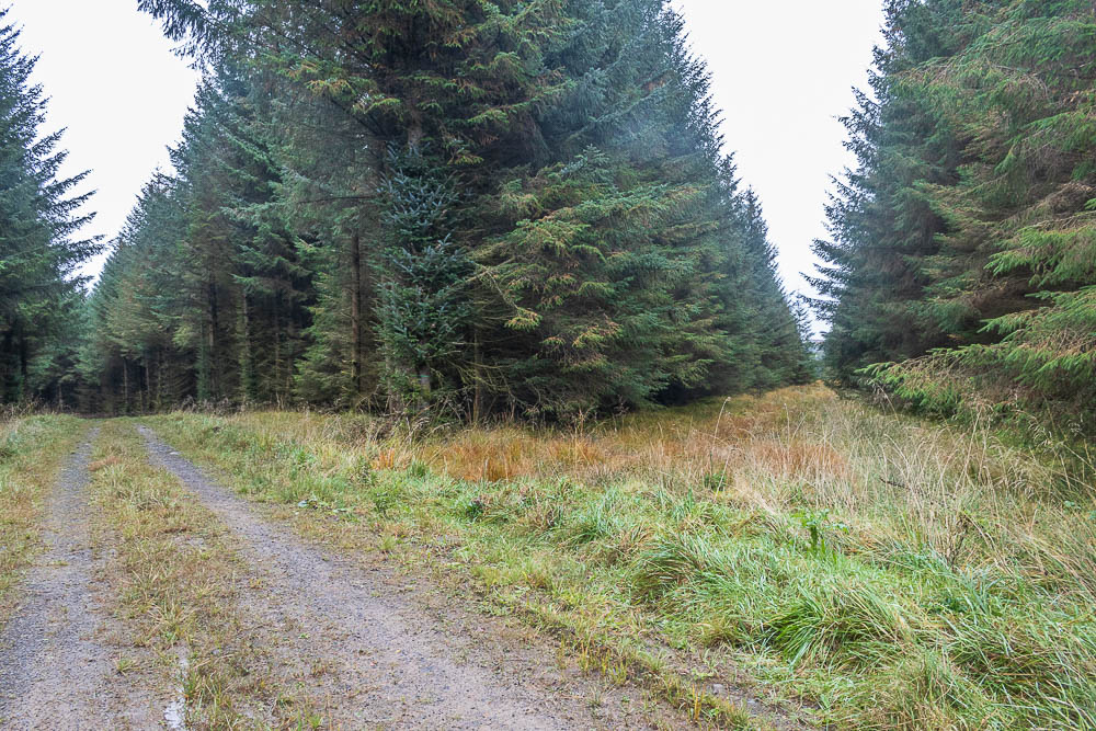 Bower Wood Bower Wood